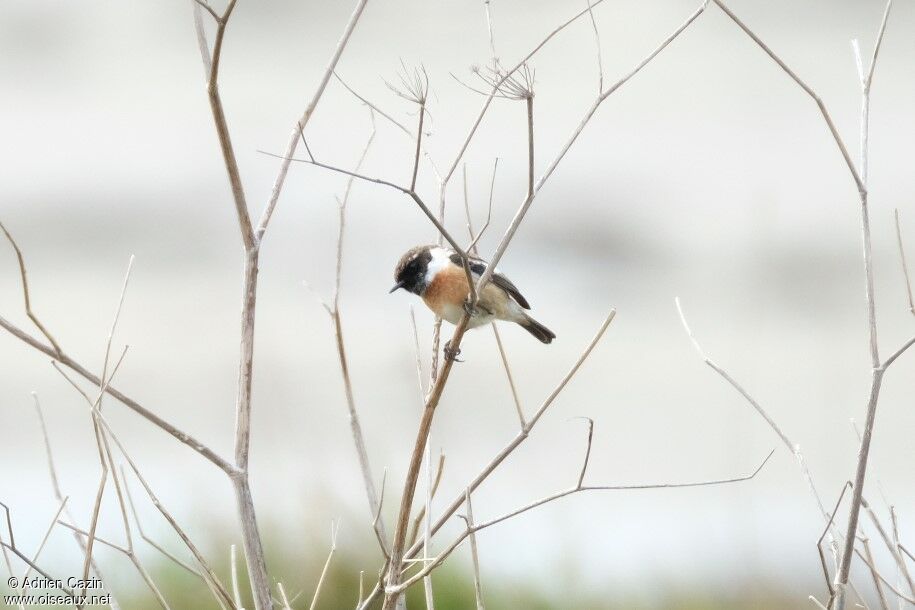 European Stonechat male