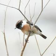 European Stonechat