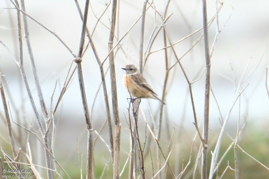 European Stonechat female