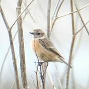 European Stonechat