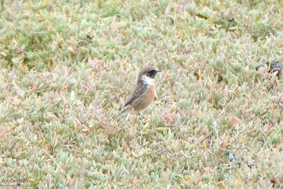 European Stonechat