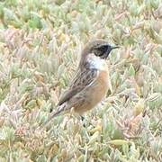 European Stonechat