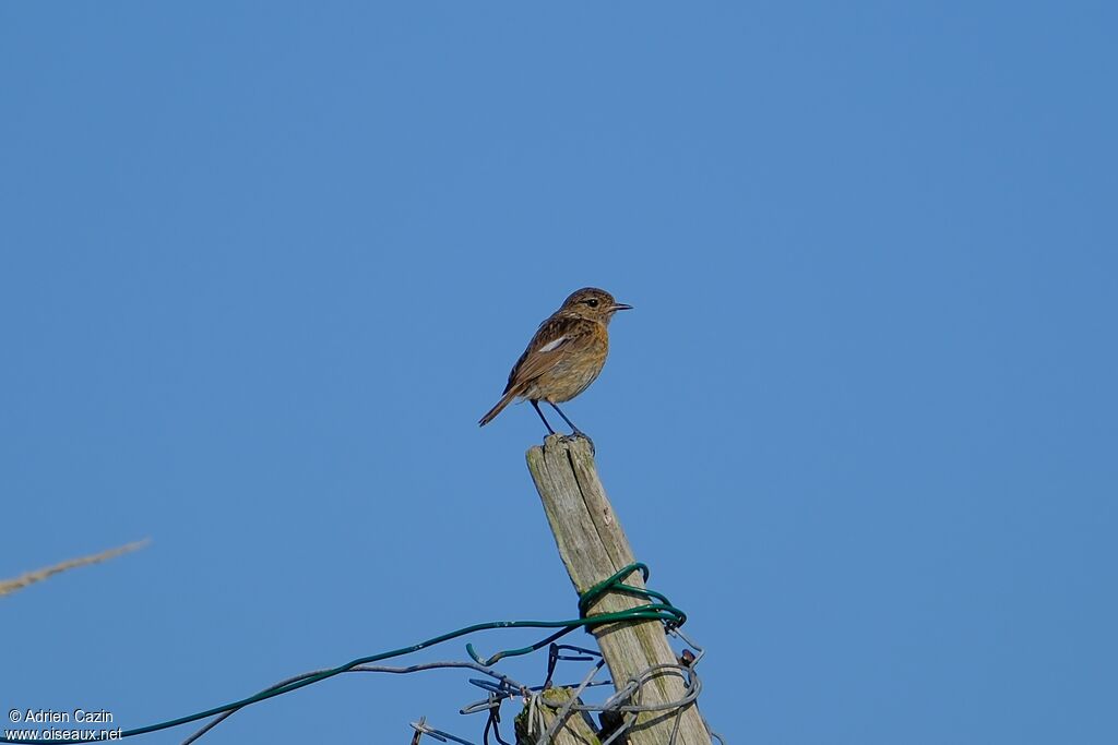 European Stonechat female adult