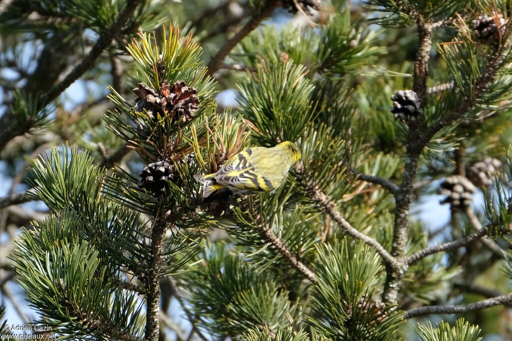 Eurasian Siskin