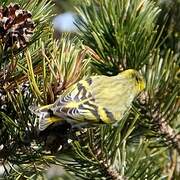 Eurasian Siskin