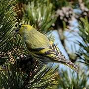 Eurasian Siskin