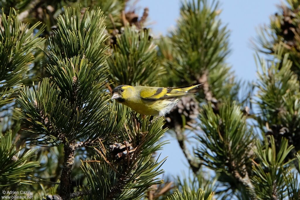 Eurasian Siskin