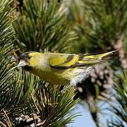 Eurasian Siskin