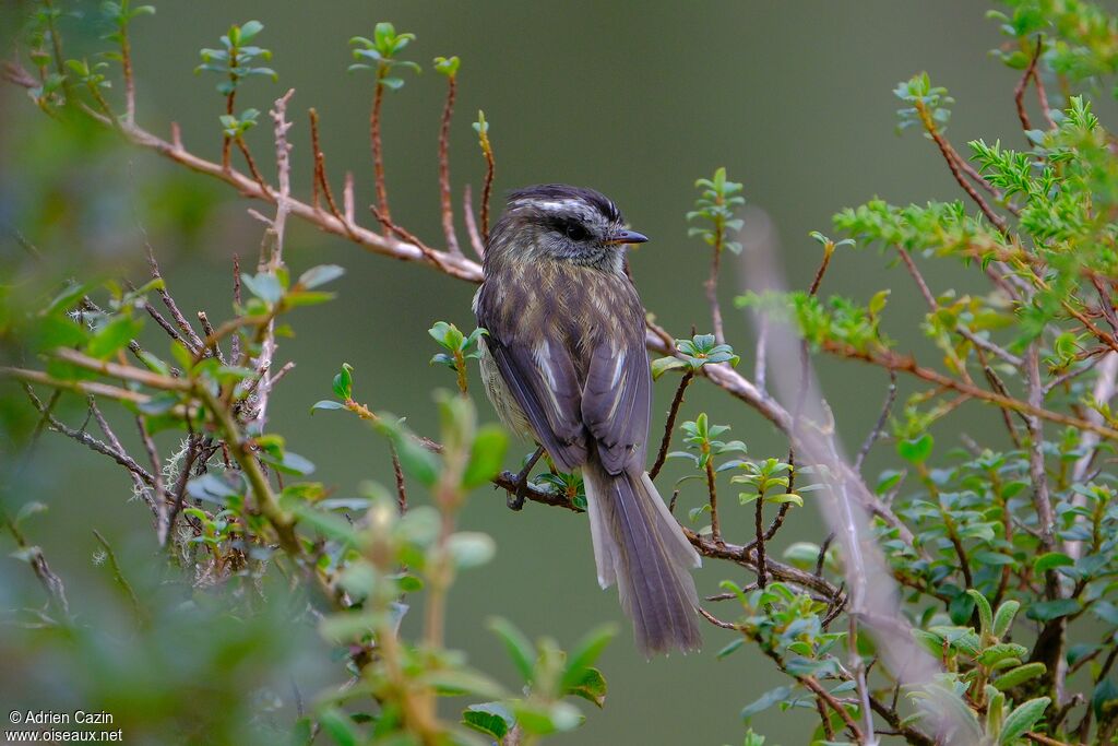 Agile Tit-Tyrantadult, identification