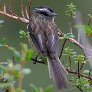 Taurillon agile