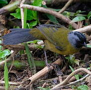 Large-footed Finch