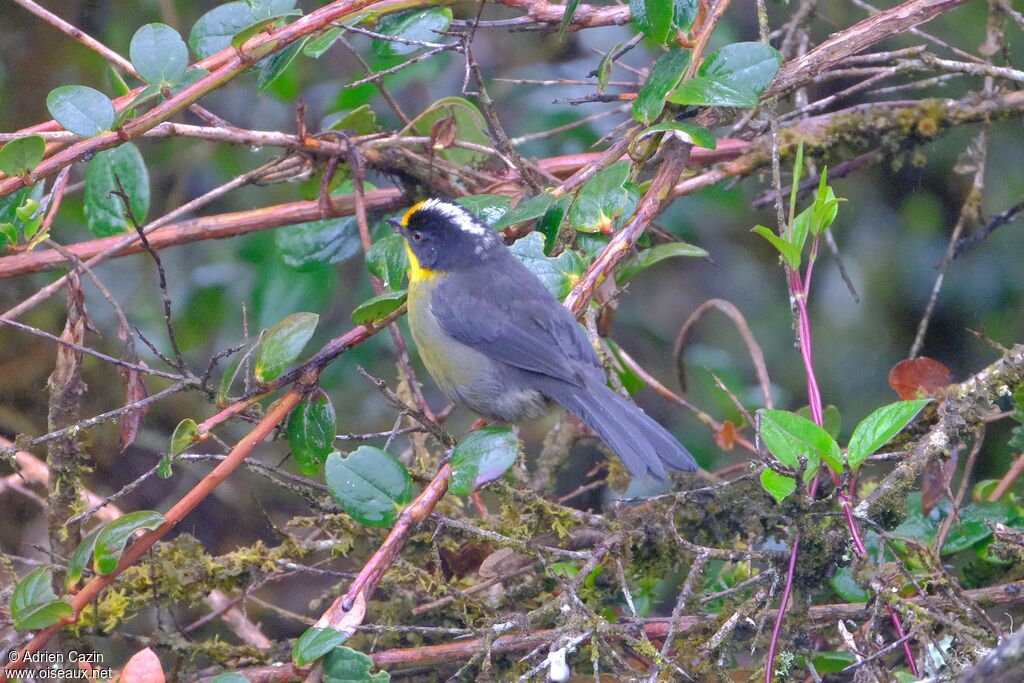 Pale-naped Brushfinchadult