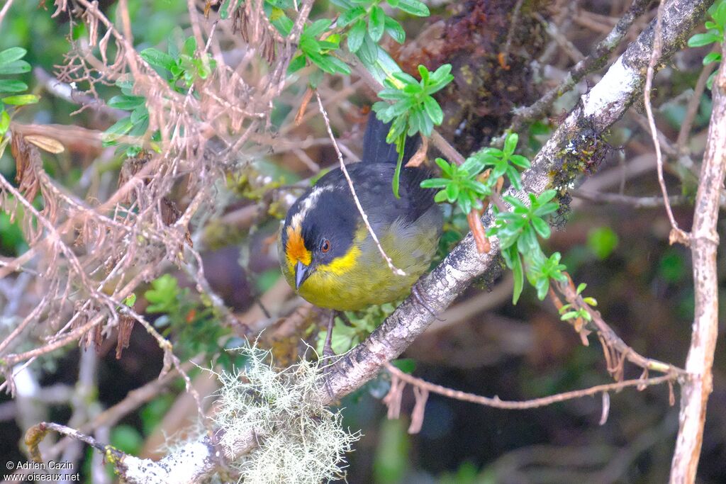 Pale-naped Brushfinchadult
