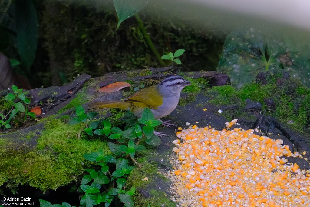 Black-striped Sparrowadult