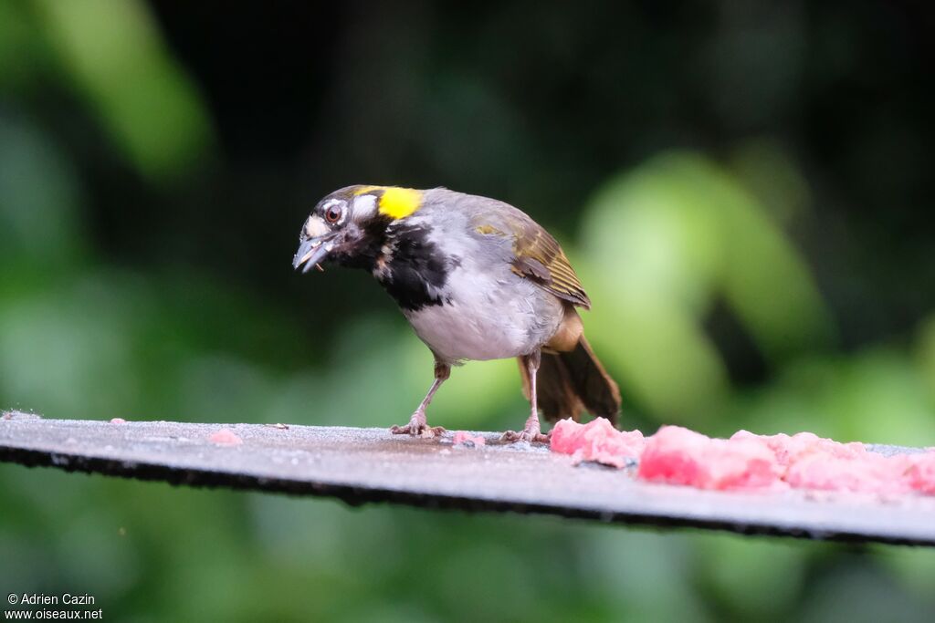 White-eared Ground Sparrowadult, identification