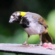 White-eared Ground Sparrow