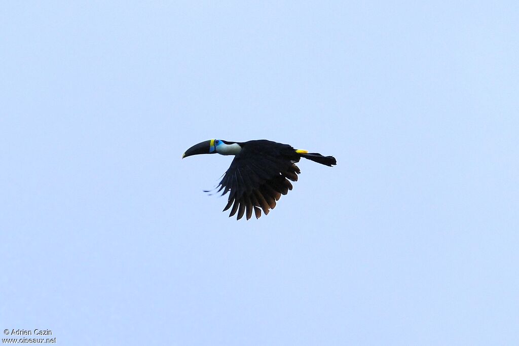 White-throated Toucanadult, Flight