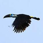 Toucan à bec rouge