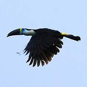 Toucan à bec rouge