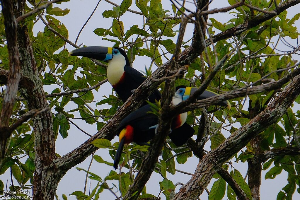 Toucan à bec rougeadulte