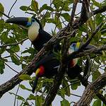 Toucan à bec rouge
