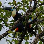 Toucan à bec rouge