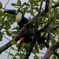 Toucan à bec rouge