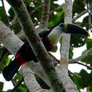 Toucan à bec rouge