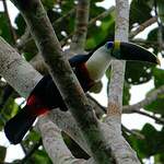 Toucan à bec rouge