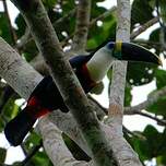Toucan à bec rouge