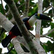 Toucan à bec rouge