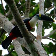 Toucan à bec rouge