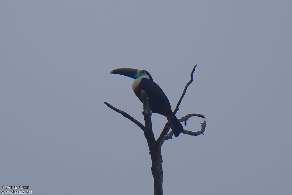 Toucan à bec rougeadulte