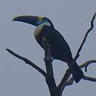 Toucan à bec rouge