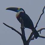 Toucan à bec rouge