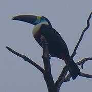 Toucan à bec rouge