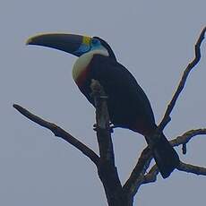 Toucan à bec rouge
