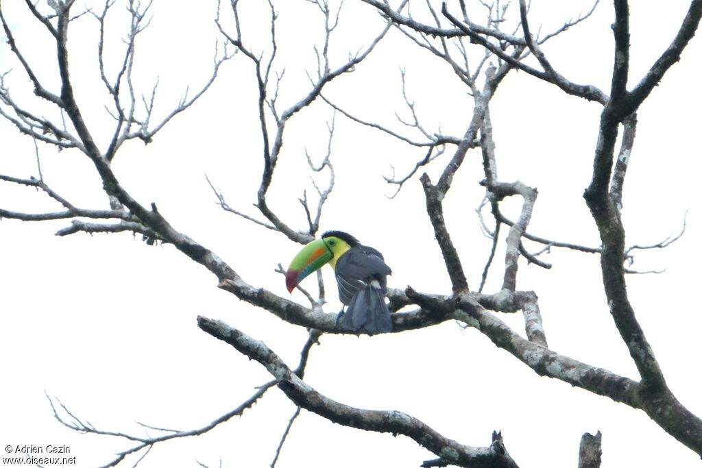 Toucan à carèneadulte, identification