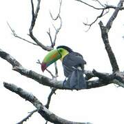 Keel-billed Toucan