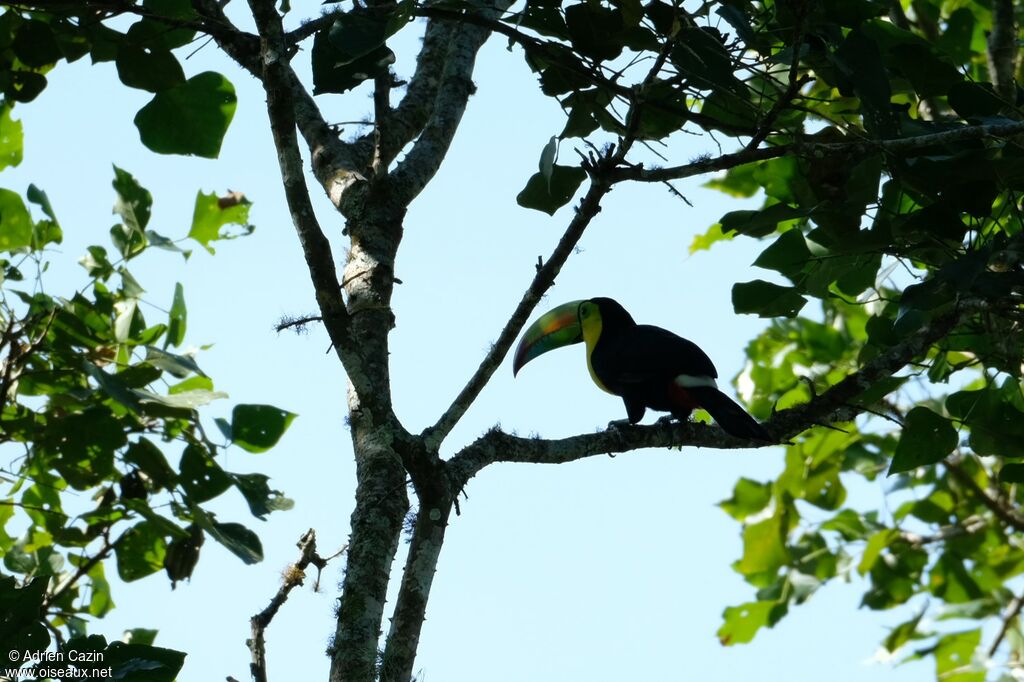 Toucan à carèneadulte, identification