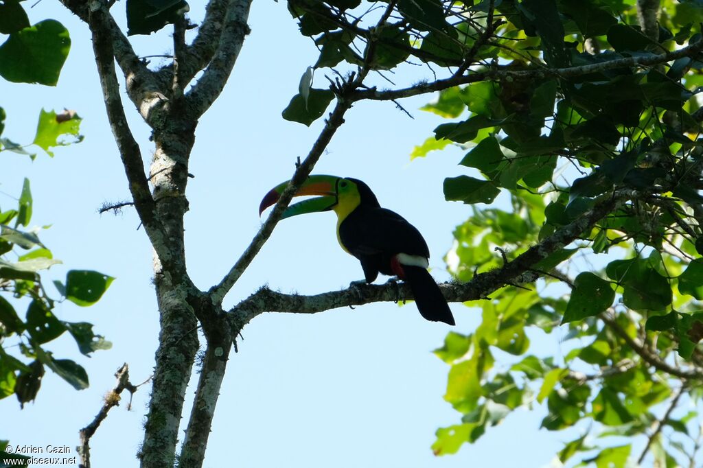 Toucan à carèneadulte