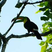 Keel-billed Toucan