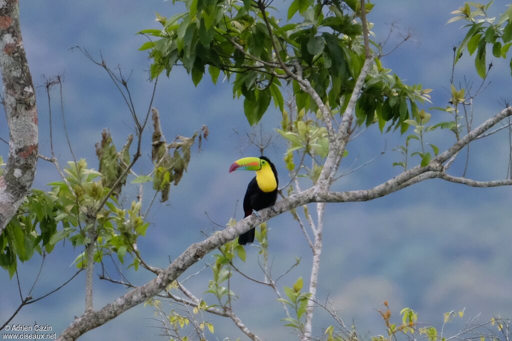 Toucan à carèneadulte