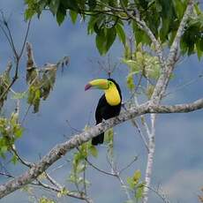 Toucan à carène