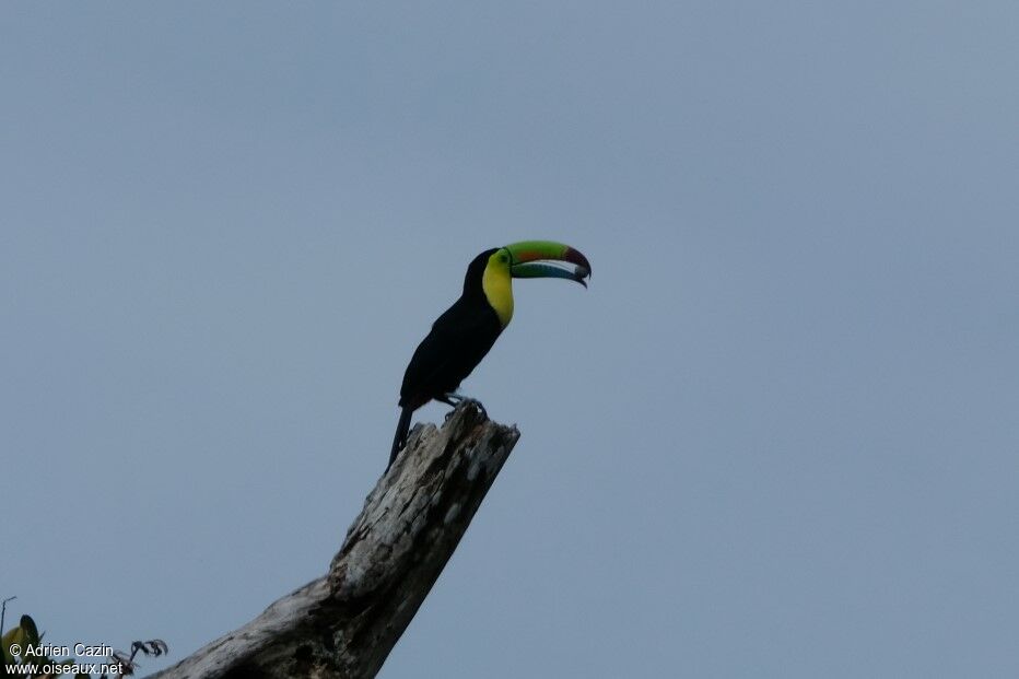 Toucan à carèneadulte, mange