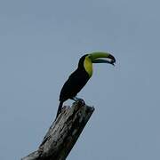 Keel-billed Toucan