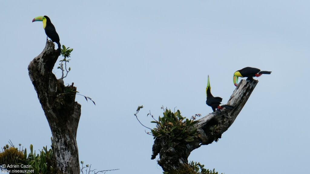 Toucan à carène