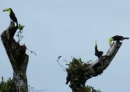 Keel-billed Toucan