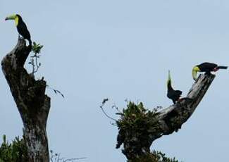 Toucan à carène