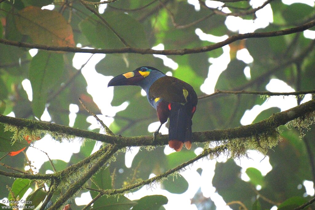 Toucan montagnardadulte